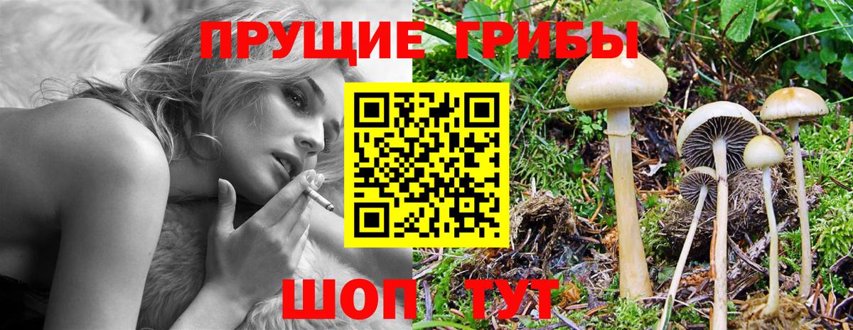 Сыктывкар  Псилоцибиновые грибы прущие грибы  Вход с VPN 